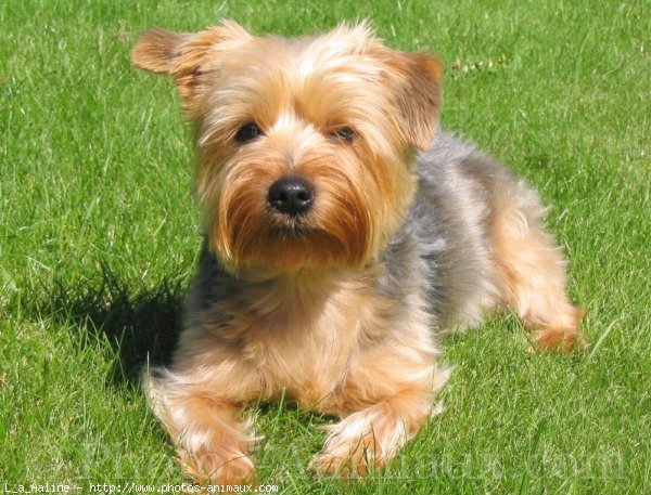 Photo de Yorkshire terrier