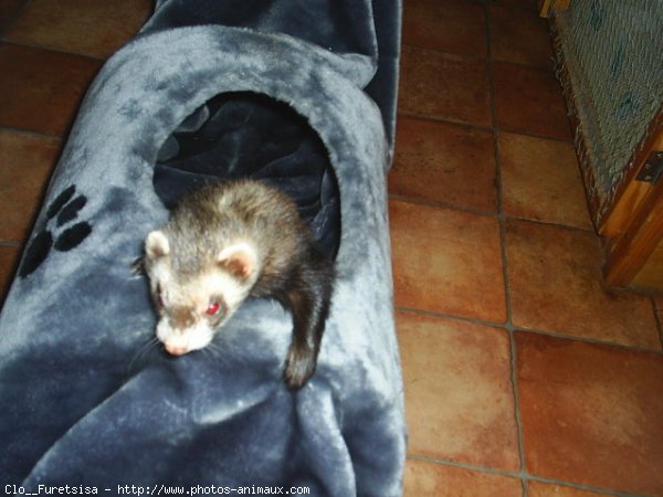 Photo de Furet