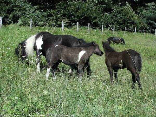 Photo de Races diffrentes