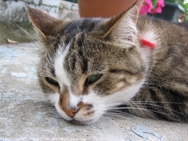 Photo de Chat domestique