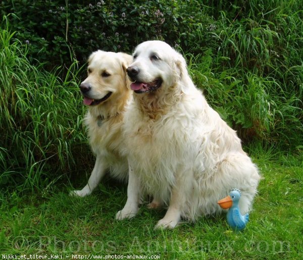 Photo de Golden retriever