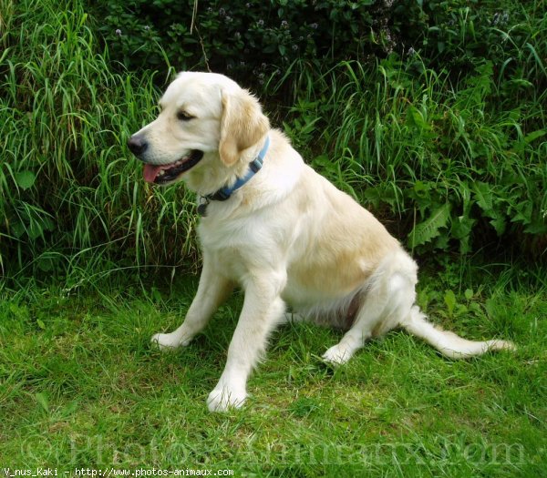 Photo de Golden retriever