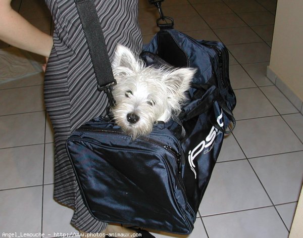 Photo de West highland white terrier