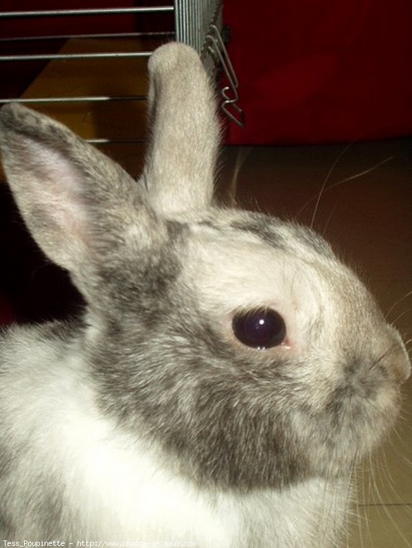 Photo de Lapin