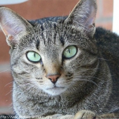 Photo d'Ocicat