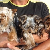 Photo de Yorkshire terrier