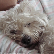 Photo de West highland white terrier