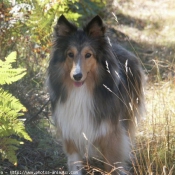 Photo de Chien de berger des shetland