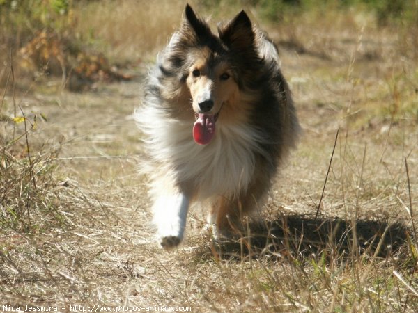 Photo de Chien de berger des shetland