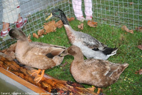 Photo de Canard