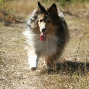 Photo de Chien de berger des shetland