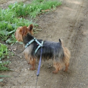 Photo de Yorkshire terrier