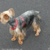 Photo de Yorkshire terrier