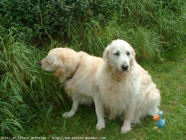 Photo de Golden retriever