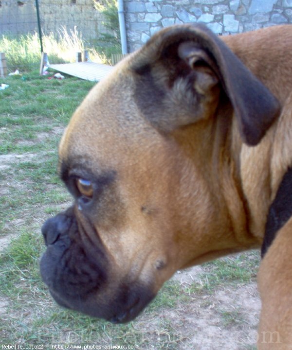 Photo de Boxer