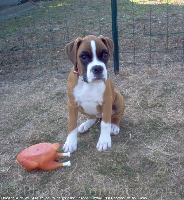 Photo de Boxer