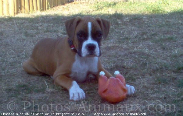 Photo de Boxer