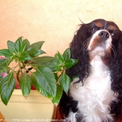 Photo de Cavalier king charles spaniel