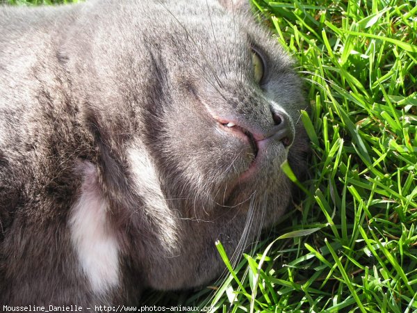 Photo de Chat domestique