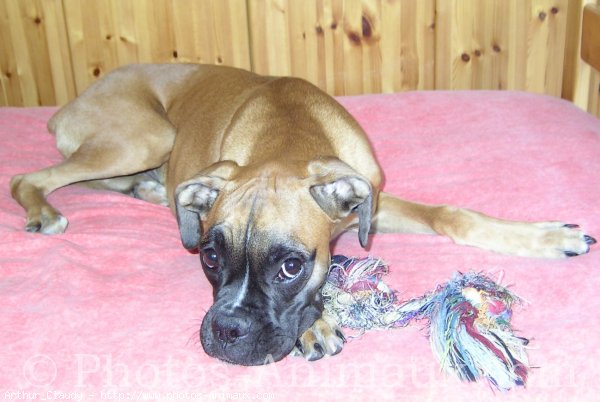 Photo de Boxer