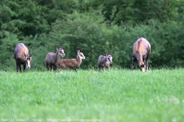 Photo de Races diffrentes