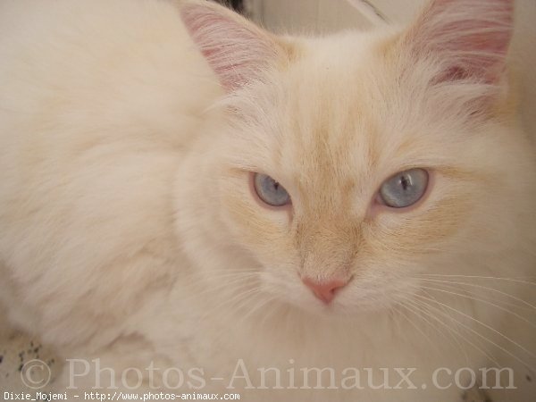 Photo de Ragdoll