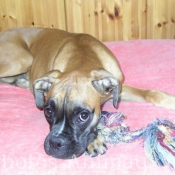 Photo de Boxer