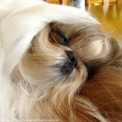 Photo de Shih tzu