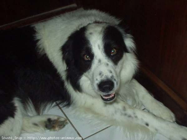 Photo de Border collie