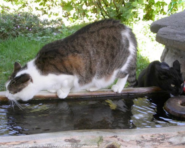 Photo de Chat domestique