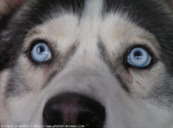 Photo de Husky siberien