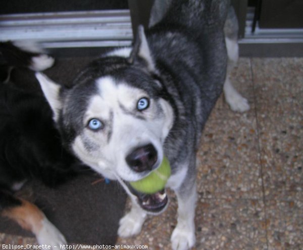 Photo de Husky siberien