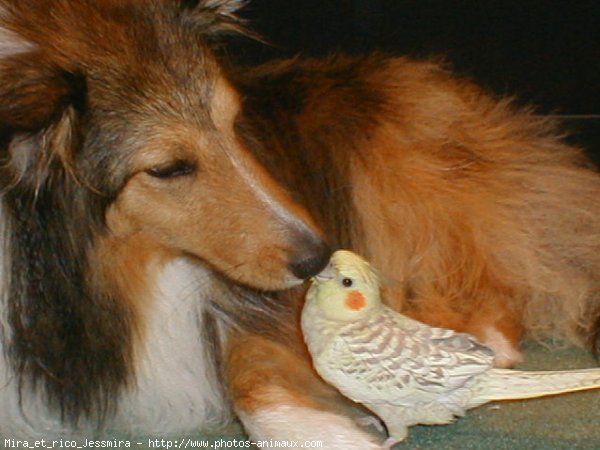 Photo de Chien de berger des shetland