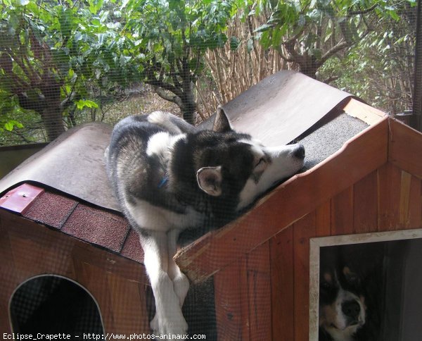 Photo de Husky siberien