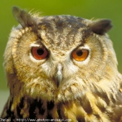 Photo de Hibou