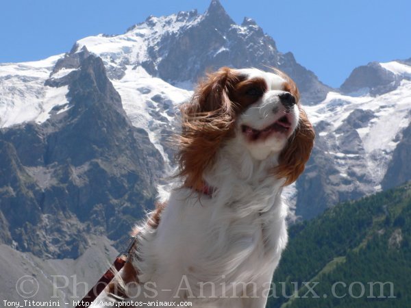 Photo de Cavalier king charles spaniel