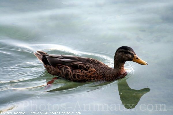 Photo de Canard