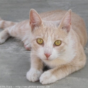 Photo de Chat domestique