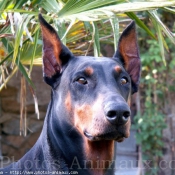 Photo de Dobermann