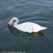 Photo de Cygne