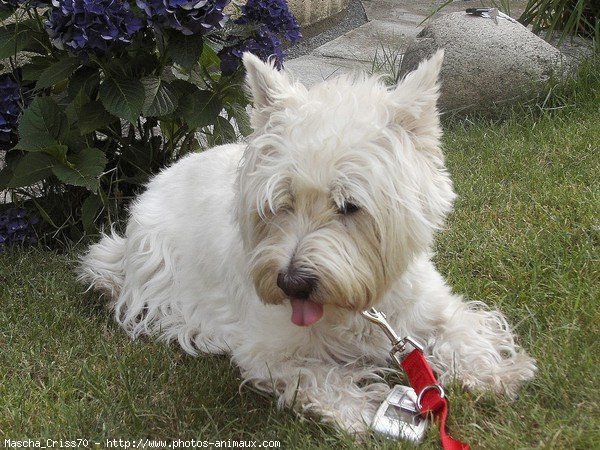 Photo de West highland white terrier