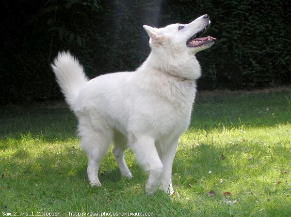 Photo de Berger blanc suisse