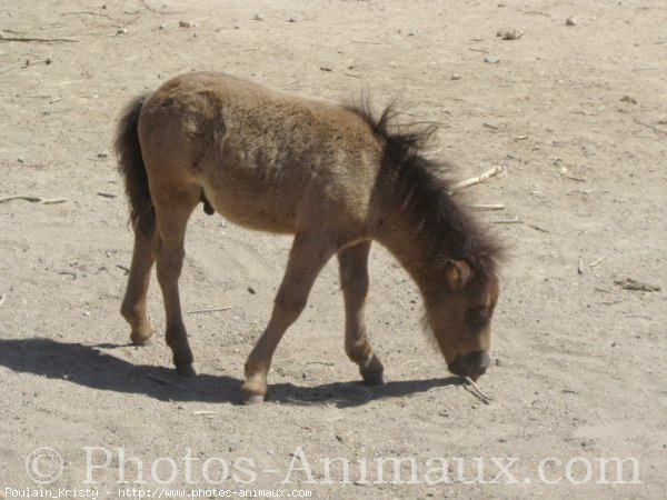 Photo de Shetland