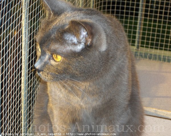 Photo de Chartreux