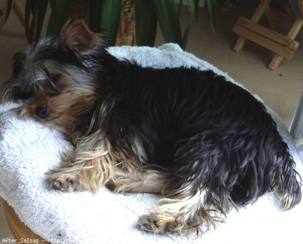 Photo de Yorkshire terrier