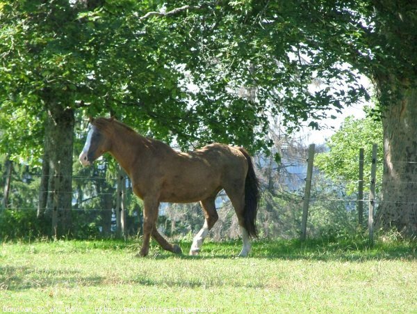 Photo de Races diffrentes