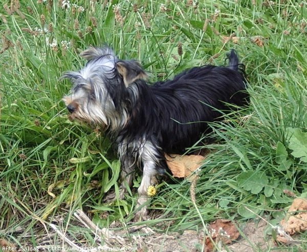 Photo de Yorkshire terrier