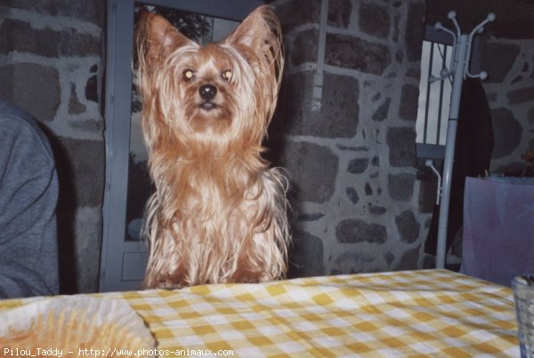 Photo de Yorkshire terrier