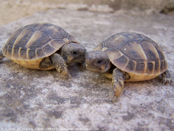 Photo de Tortue