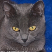 Photo de Chartreux